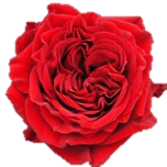 Red Mayra Rose de jardin d'Equateur Ethiflora